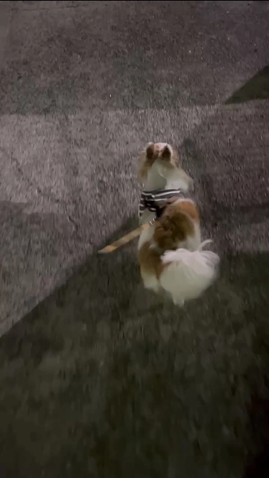 1週間検診＆手術後1ヶ月検診