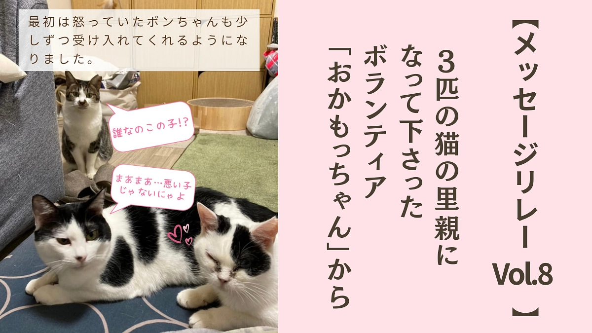 【メッセージリレーVol.8】3匹の猫の里親になって下さったボランティアのO様から