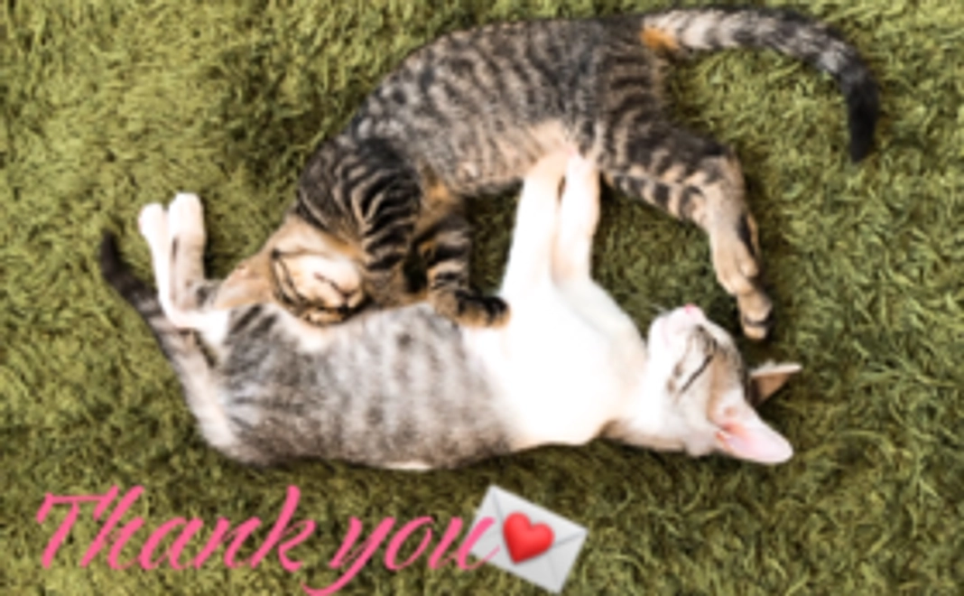 にゃんころ応援コース