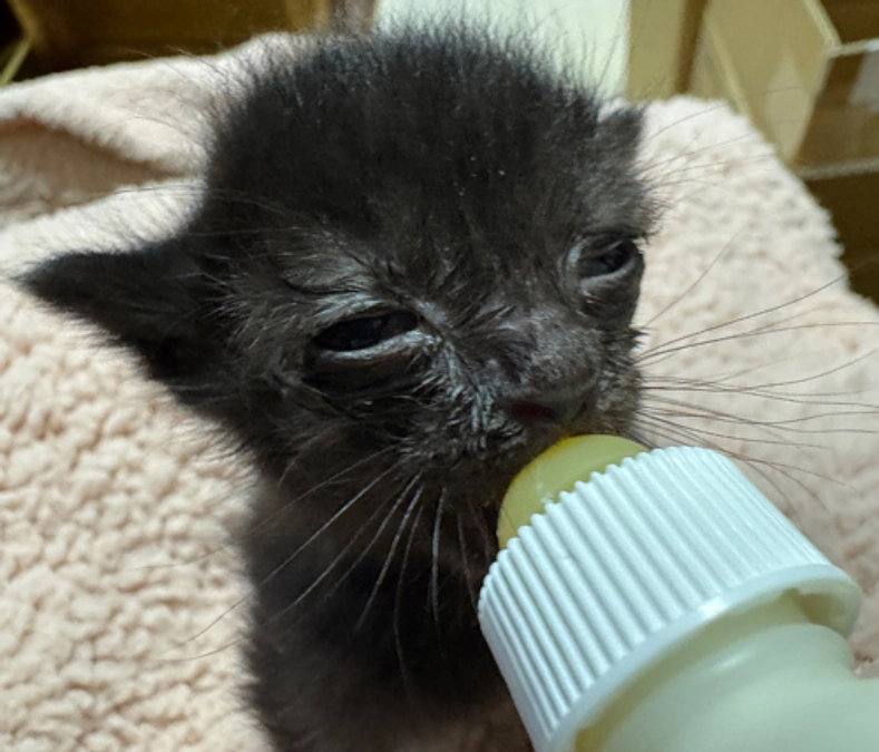 まだまだ続くよあかにゃんラッシュ