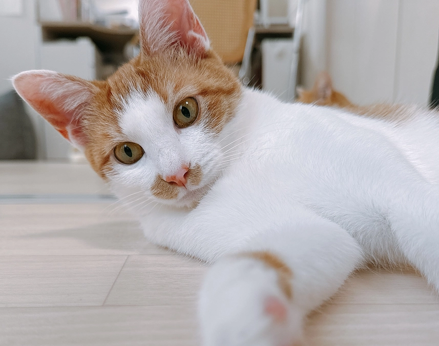 ひめちゃんの下痢について