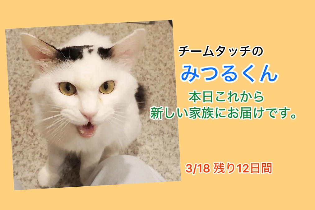 宮古島の猫カフェ＠照猫家さん（3/18　あと12日間）