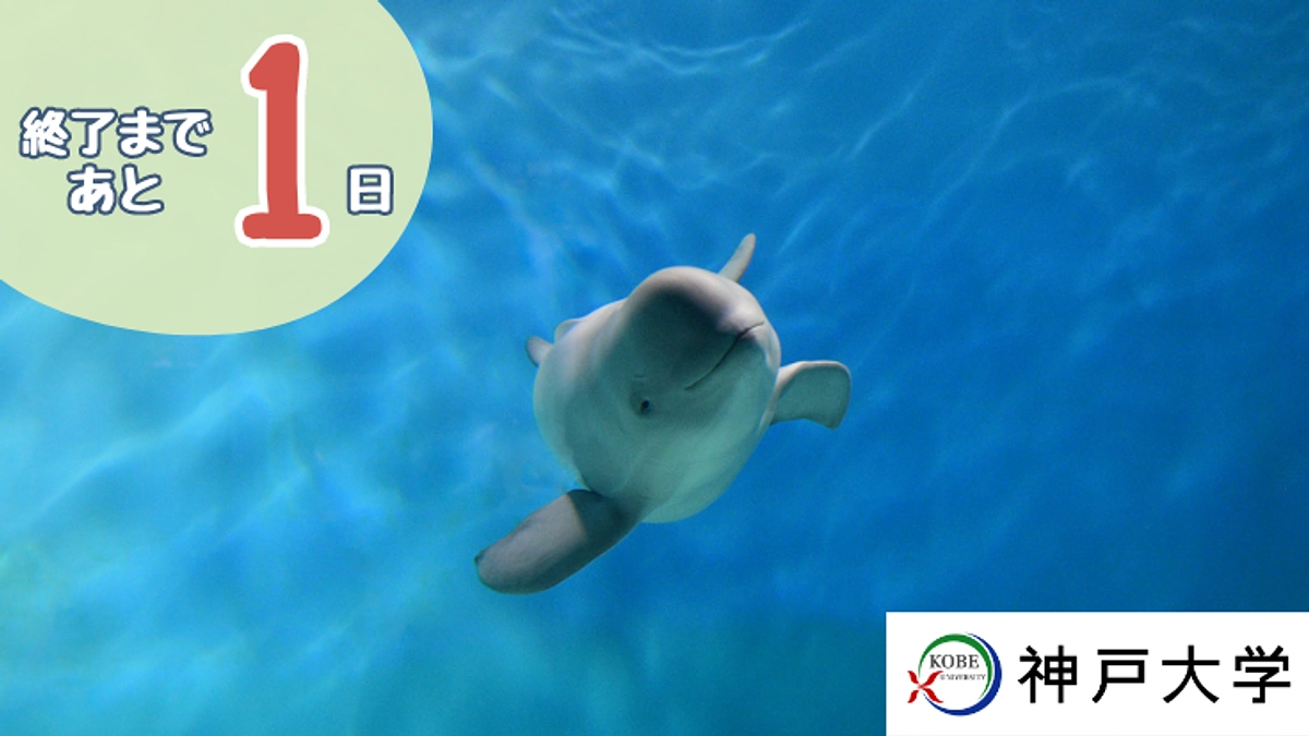 和歌山で海生哺乳類調査実習をしてきました