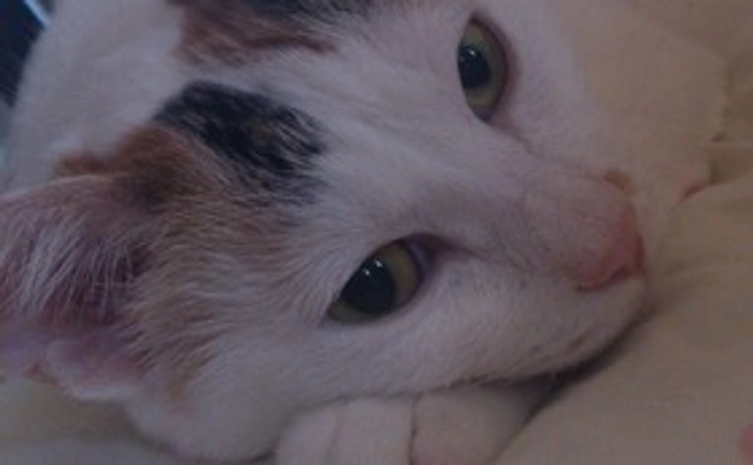 ソラちゃん応援【1000円】感謝メール・猫写真