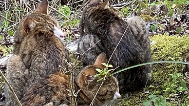 過剰繁殖に立ち向かう　TNR病院過疎地の一斉不妊手術プロジェクト のトップ画像