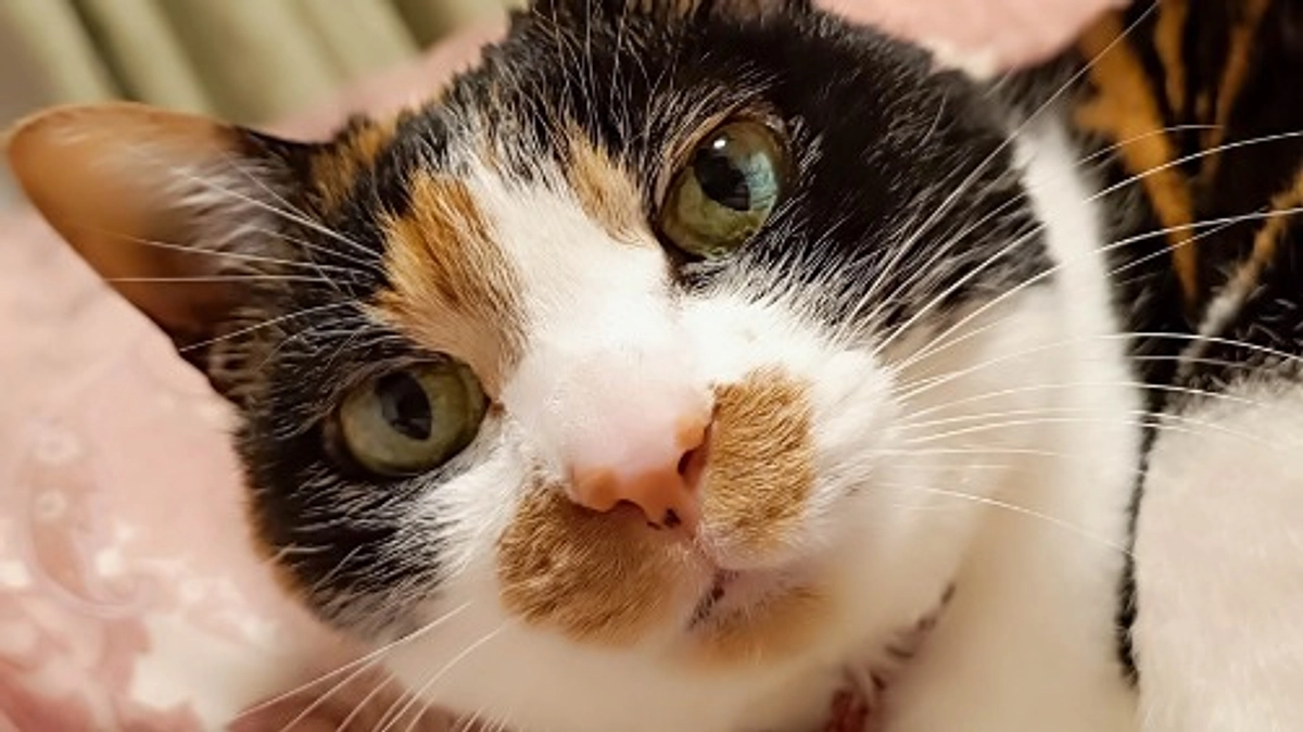 【Vol.7 3/31】リブの定期健診とご飯検討