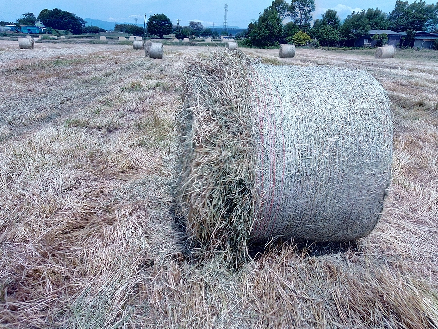 《牛》の値段て最高いくらするでしょう