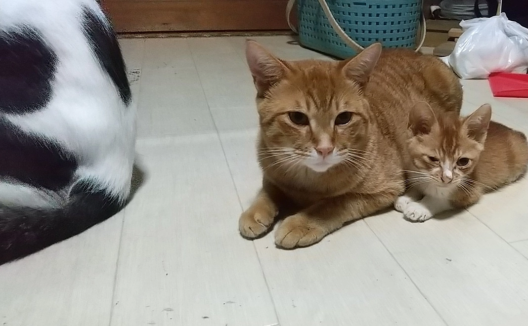 ワンワンコース