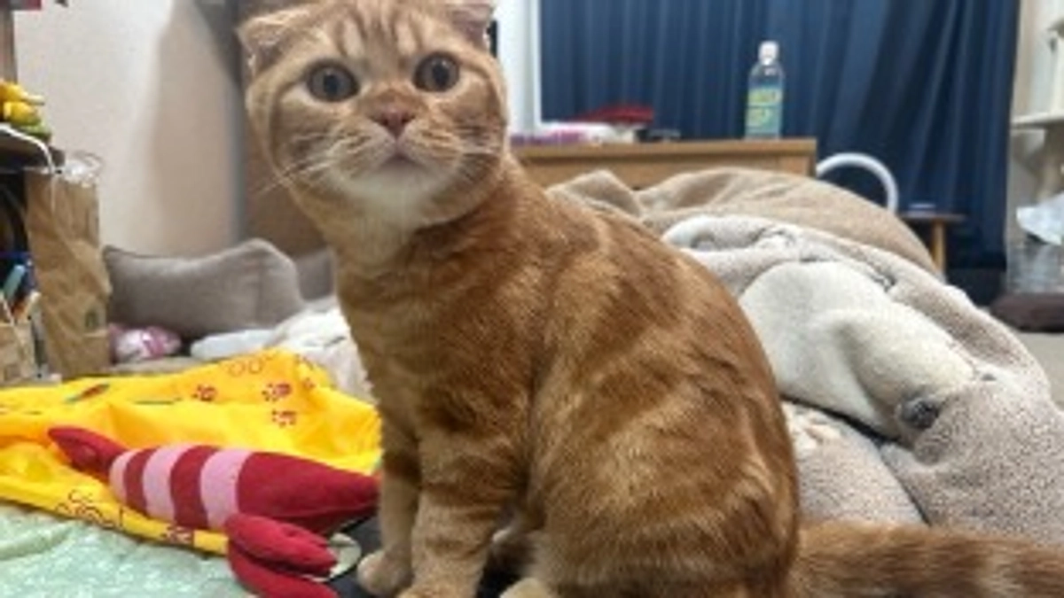 FIP経過観察30日目