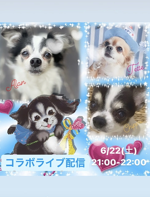 同じ病気で闘うチワワ達のライブ配信します