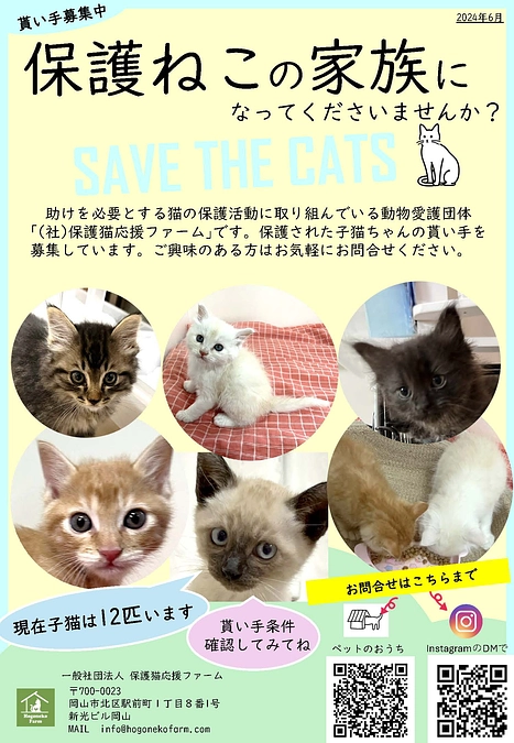 【活動報告】子猫の貰い手募集と、預かりボランティアさん募集について