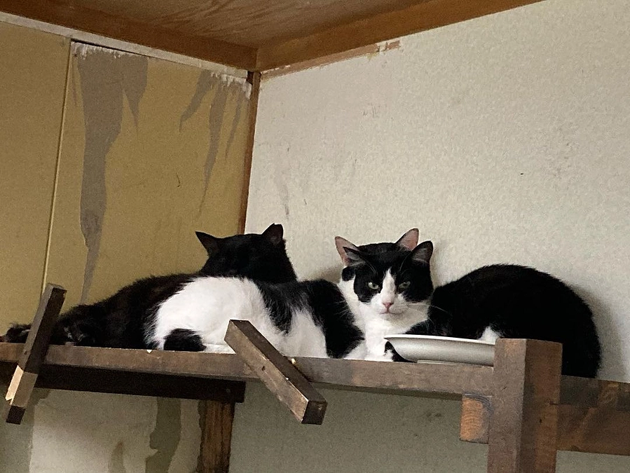 【あと3日！第二目標まであと97万円】先週オペの日のこと。17頭の不妊去勢手術を行いました。