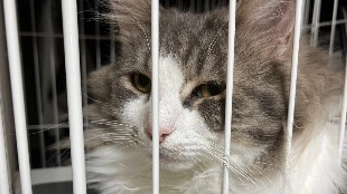 8/17 嘔吐を繰り返し💦