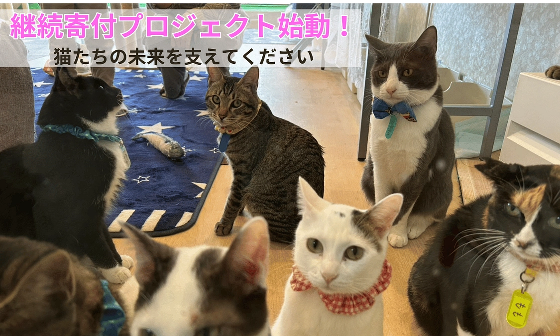 活動報告開始のお知らせ