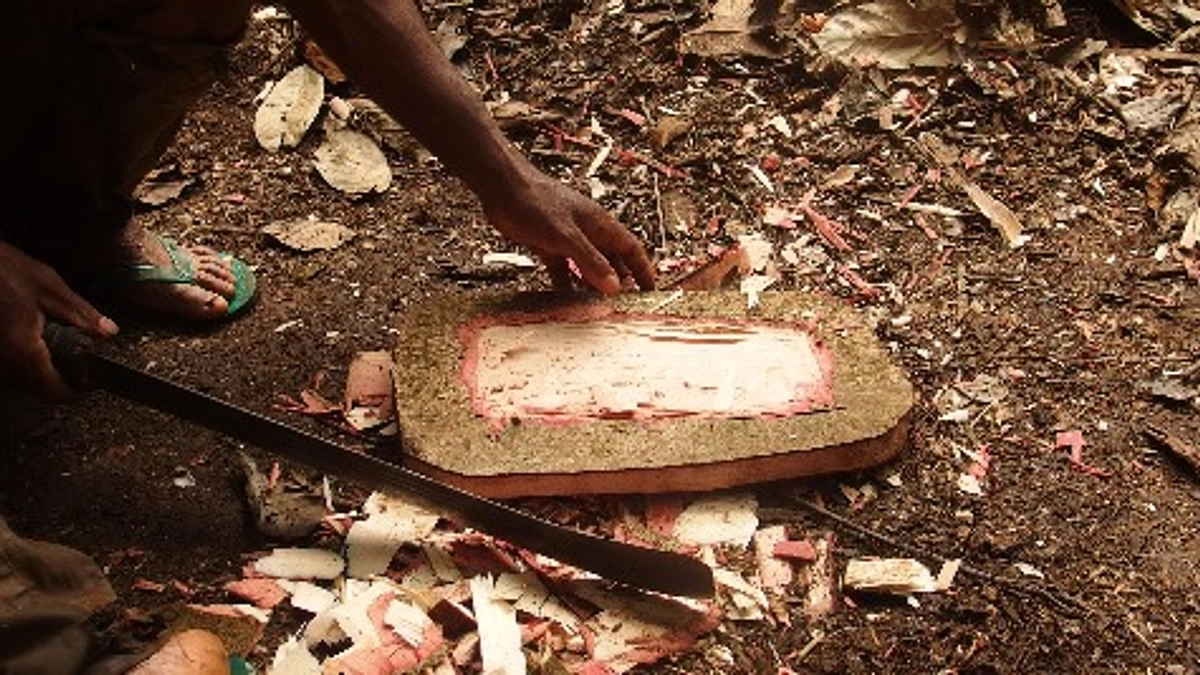 【ジャングルに暮らす】ポイ捨てと執着しない生き方　衣食住を植物に囲まれた暮らし４