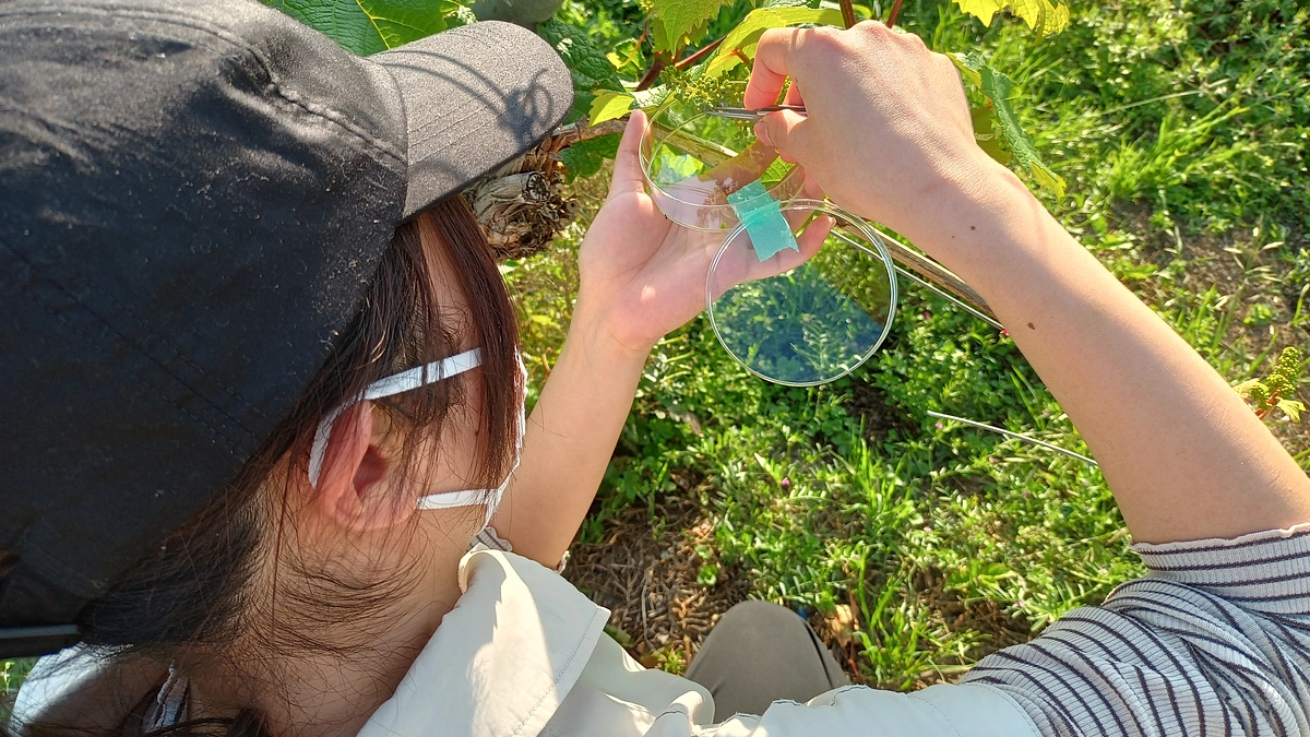 交配完了！温暖化＆有機栽培に対応する新品種を目指して