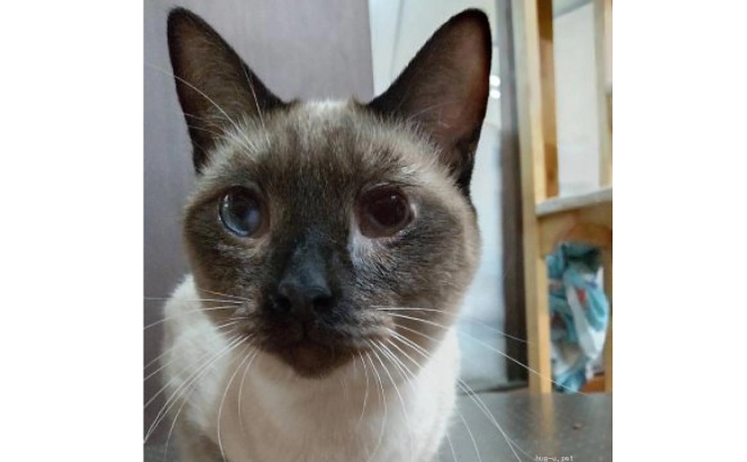 【不幸な命を産まさない】全力で応援コース 1匹の野良猫さんに不妊手術をしてあげられます