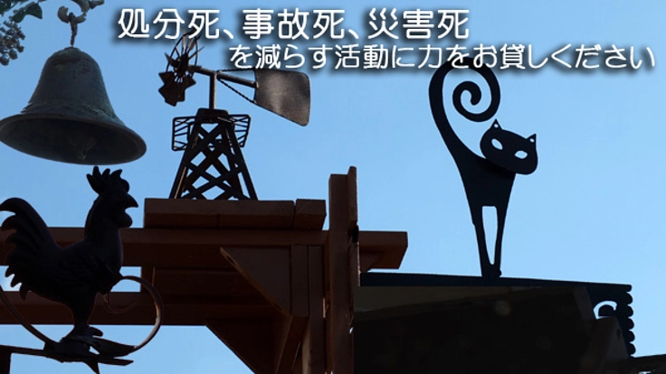 保護した猫ちゃんたちを幸せにする