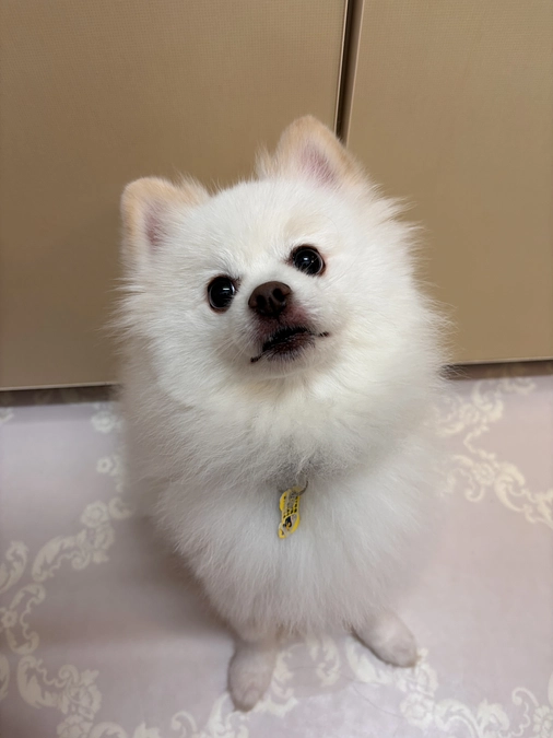 だいぶ歩けるようになりました🌻