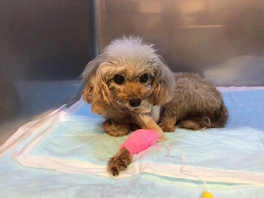 術後も順調です！これからも頑張ります！