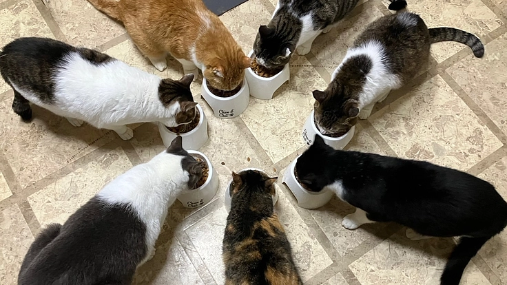 約150頭の犬と猫に、新しい家族を！