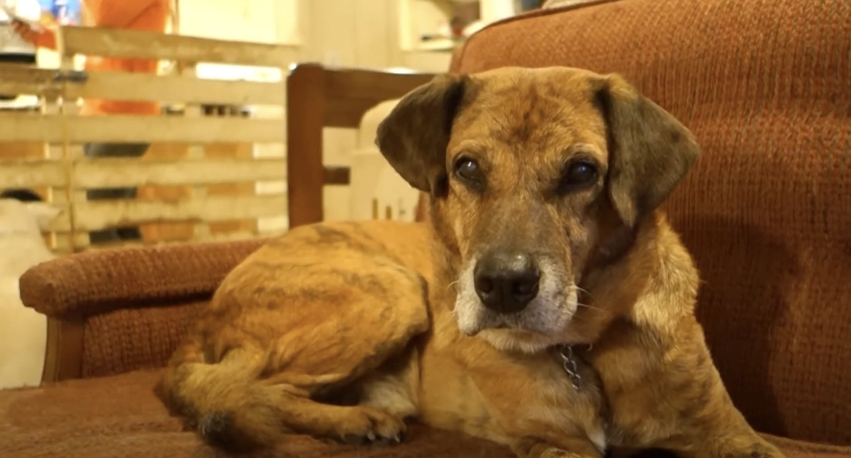お山の犬との毎日