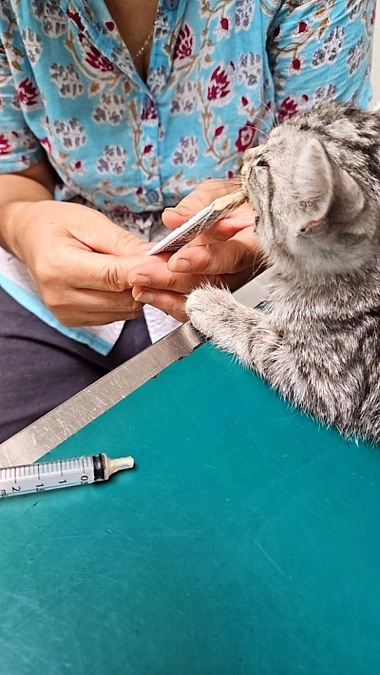 【活動報告】新入りニャンズ