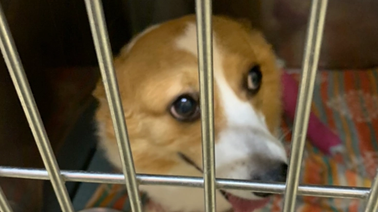 家族の手術費支援お願い致します。まだまだ元気です。