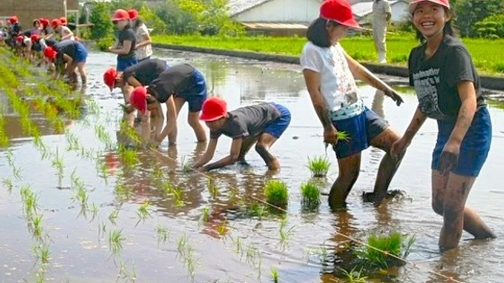 宮崎県綾町で無農薬天日干しの米作り！リスク分散型の農業を実践