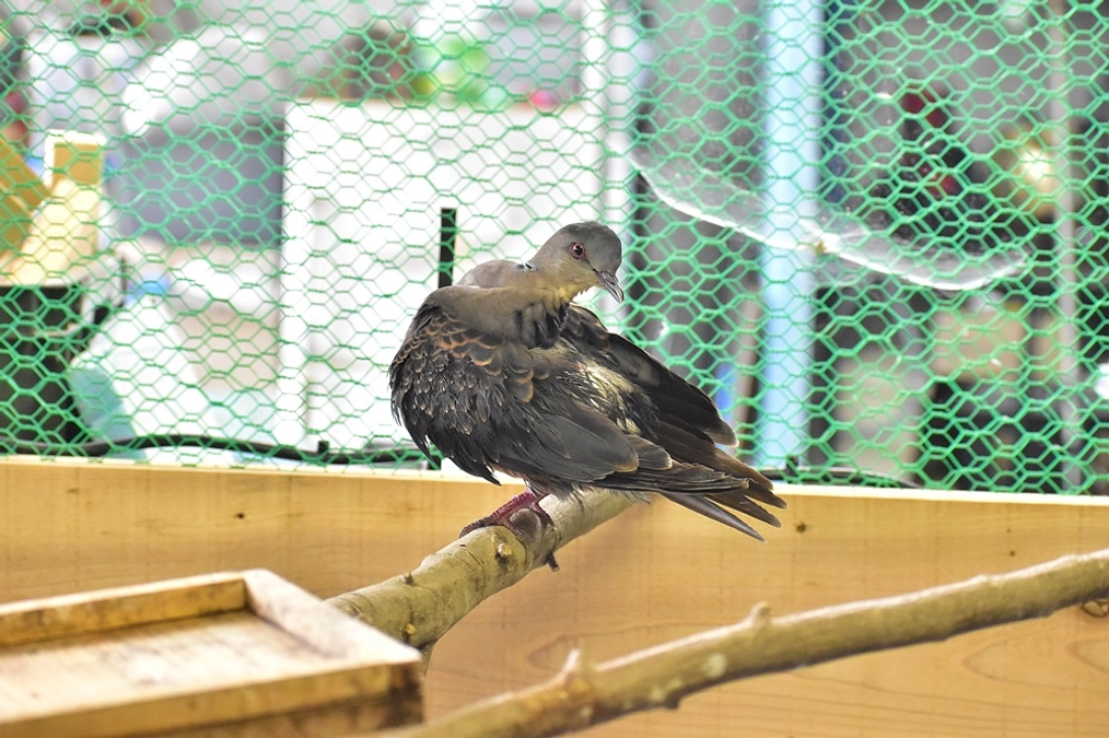 【保護情報】粘着剤が付着したキジバト