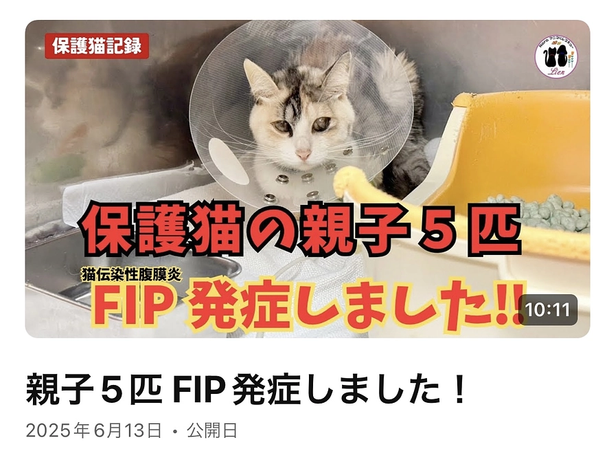 親子5匹同時にFIP発症しました