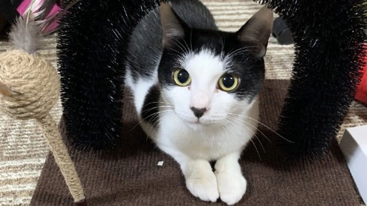 保護猫活動の始まり　朝陽との出会い