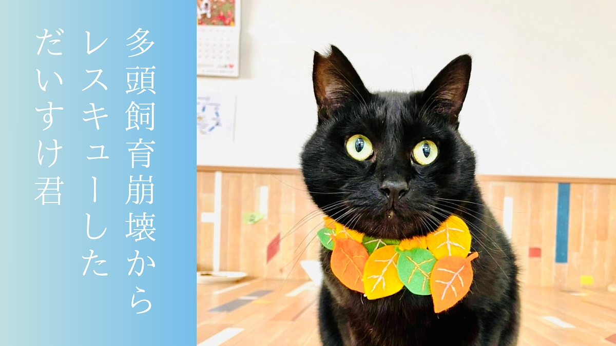 【プロジェクトにかける思い】腎不全で虹の橋をわたった「だいすけ」と幸せなご縁を繋ぐ、私達の決意