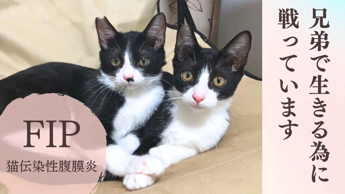 サスケとツバサが２匹ともFIPにかかり現在治療を続けています。