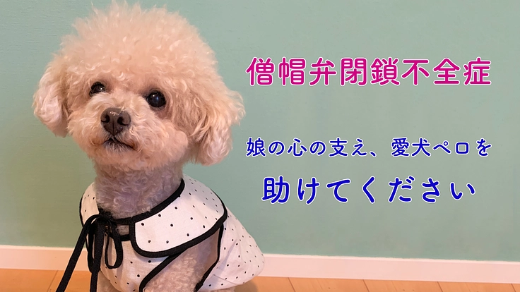 【僧帽弁閉鎖不全症】手術・入院費用のご支援をお願い致します