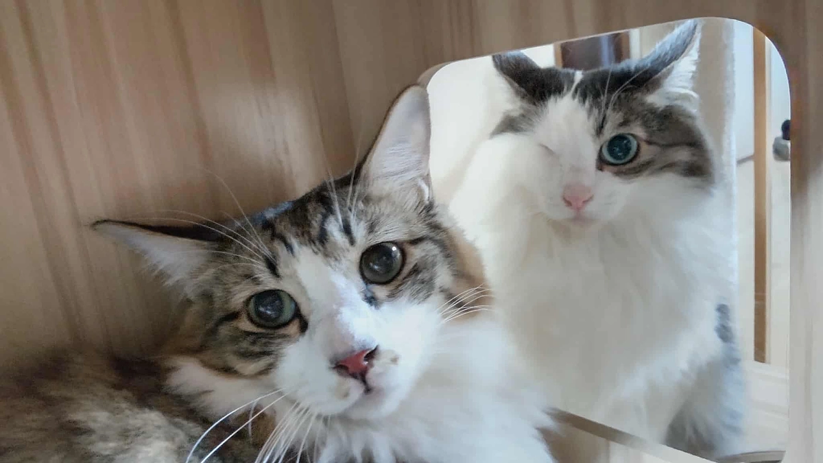 猫の引越完了です！