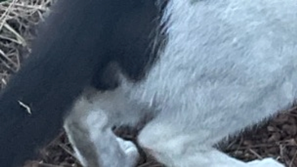 捕まえようとすると