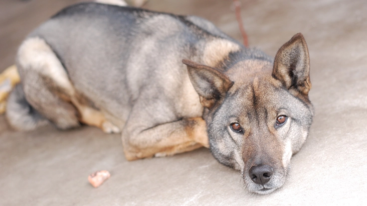 骨肉腫になった愛犬を最大限治療してあげたいので助けてください