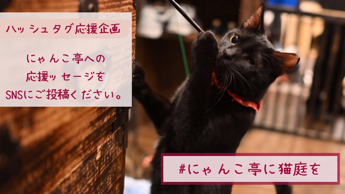 【#にゃんこ亭に猫庭を】ハッシュタグ企画始動します！応援よろしくお願いします！