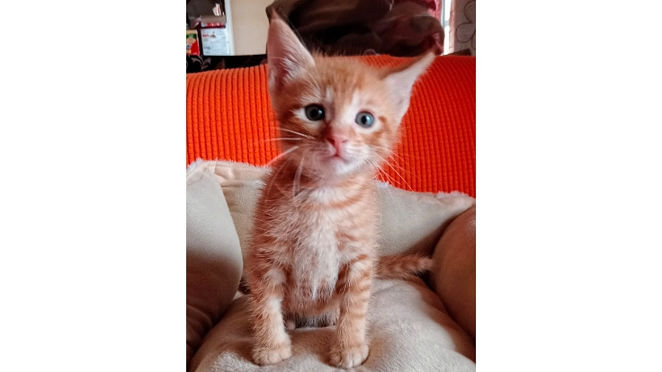 罪のない猫を救い、幸せに繋げるためのシェルターを福岡に！