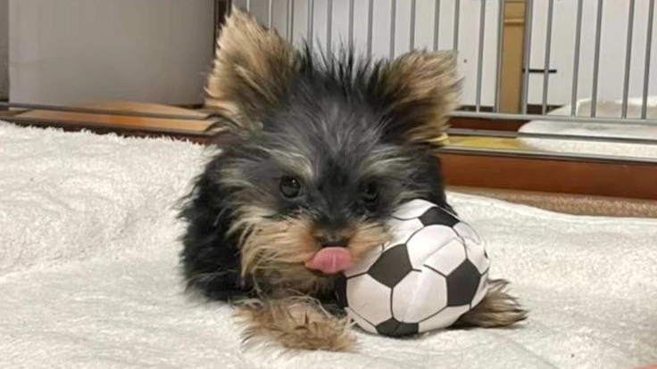 先天性難病の子犬 こはくん を助けてください！