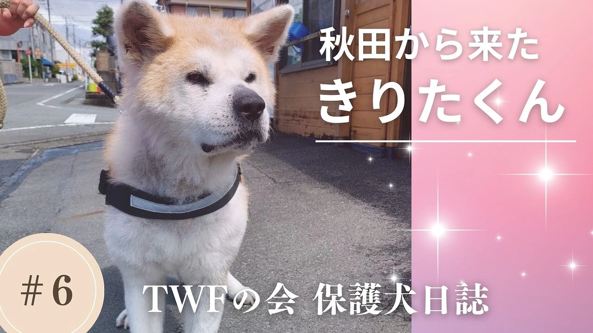 秋田からやって来たきりたくん