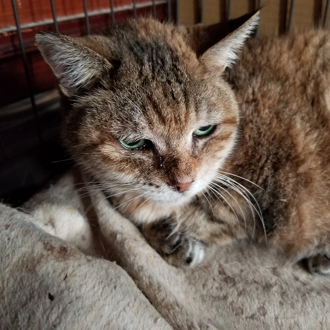 しゃーとチャー