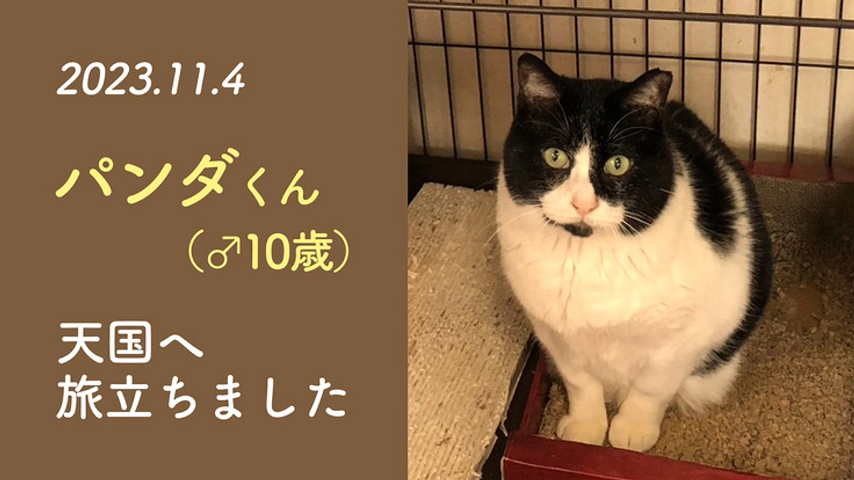 2023年11月4日、パンダくん天国へ 新シェルターへ移転できない