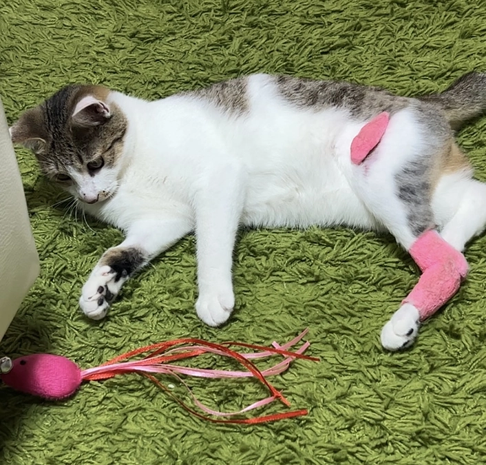 アンジュちゃんの大好きなおもちゃ