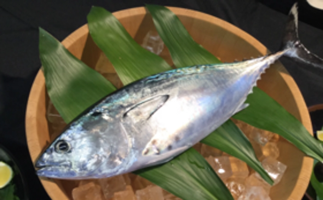 本格派のあなたへ！活け〆スマ１尾