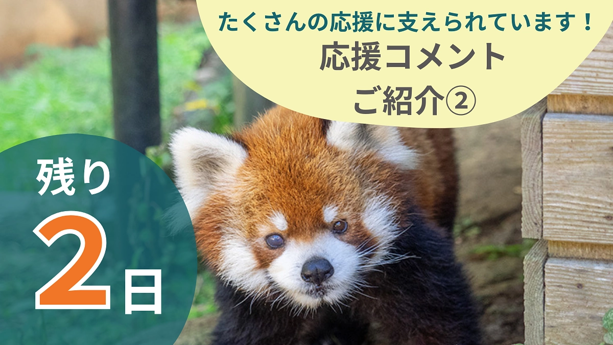 残り２日！たくさんの応援に支えられています！【応援コメントのご紹介②】