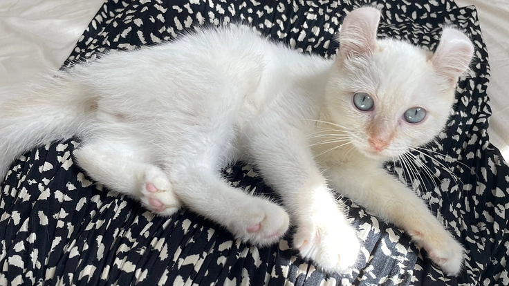 【FIP闘病中】生後4ヶ月でFIPになったリザを助けてください