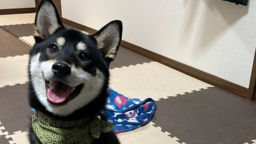 難病「突発性乳び胸」発症　愛犬「小春」の命を助けてください。 のトップ画像