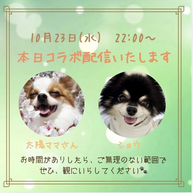 本日、インスタライブにてコラボ配信いたします🐾